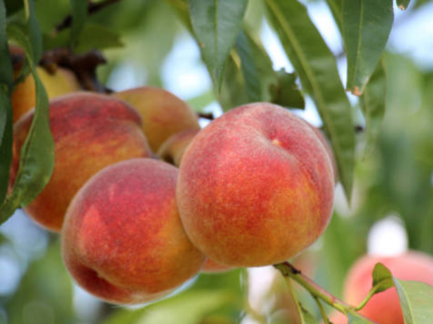 Tropical Peach Fragrance Oil