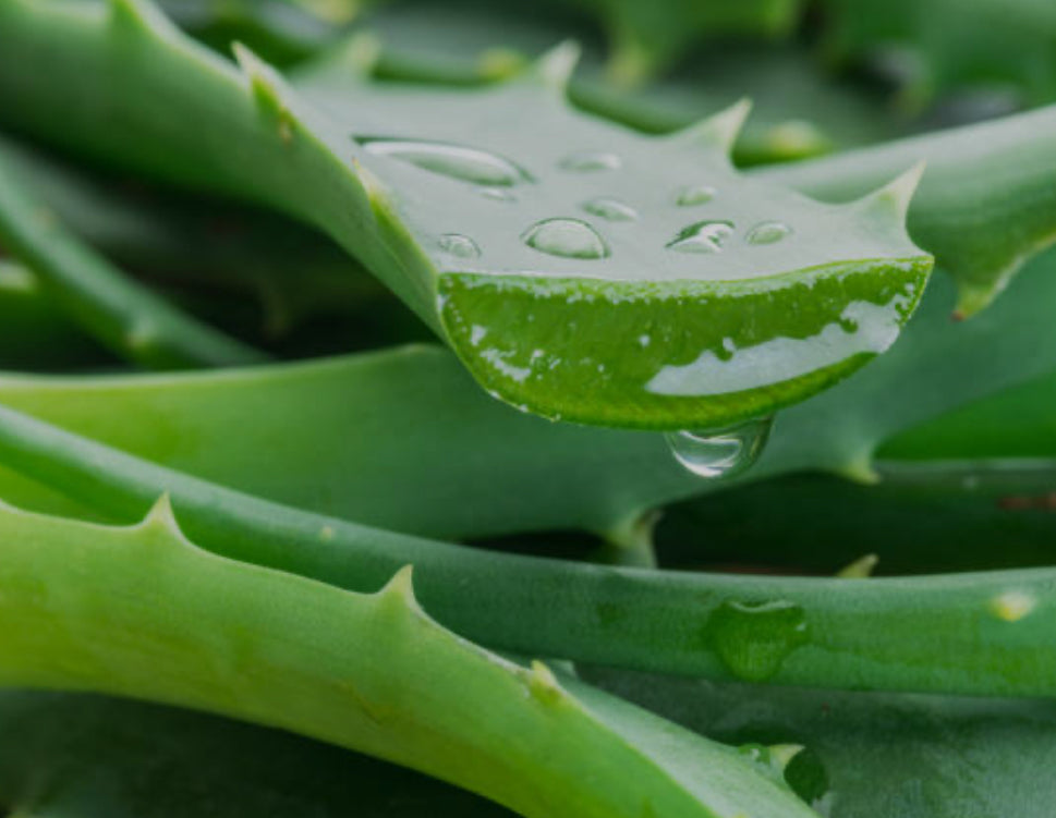 Sea Moss and Aloe Fragrance Oil
