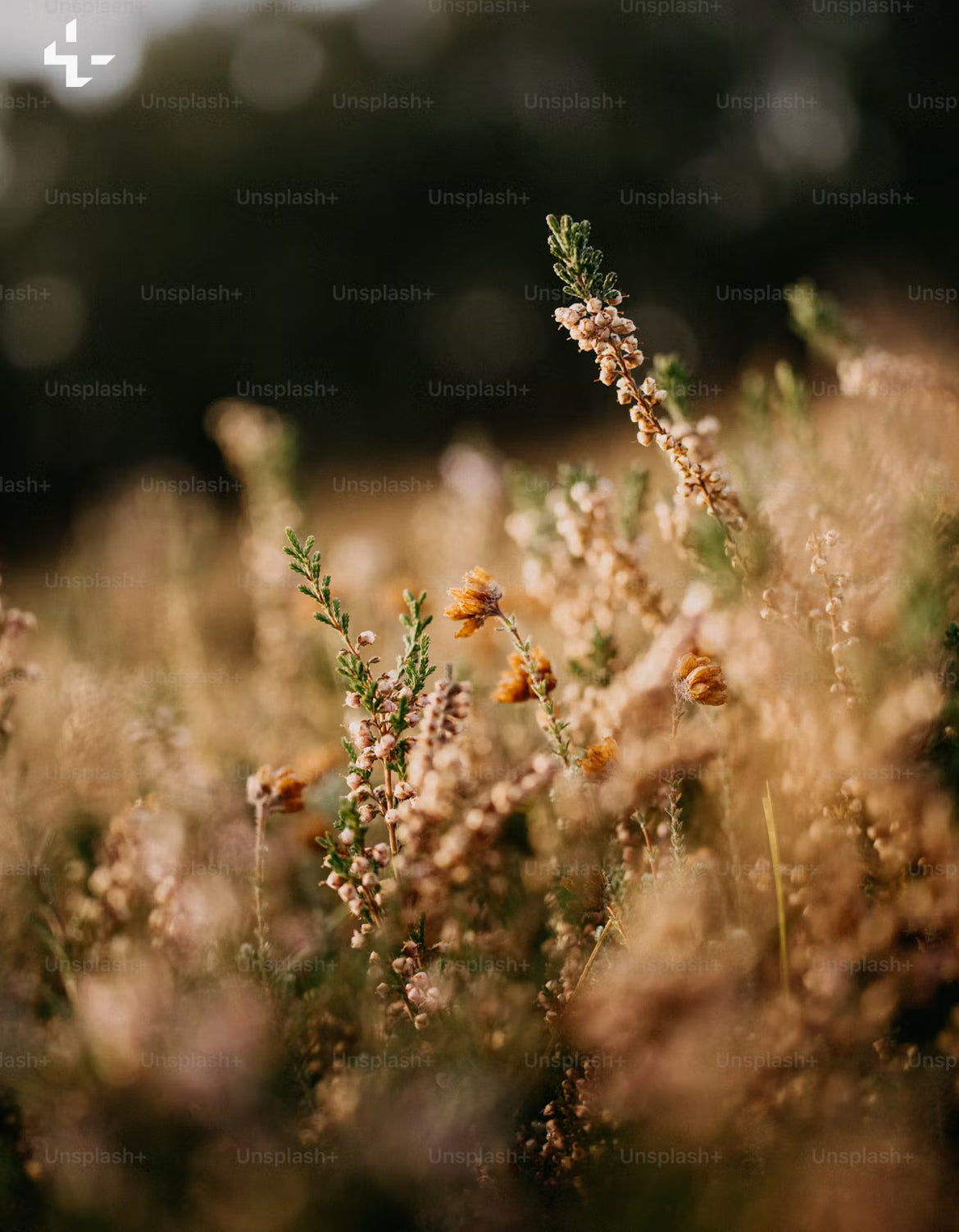 Sweet Grass Fragrance Oil