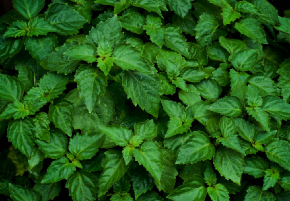 Patchouli Fragrance Oil