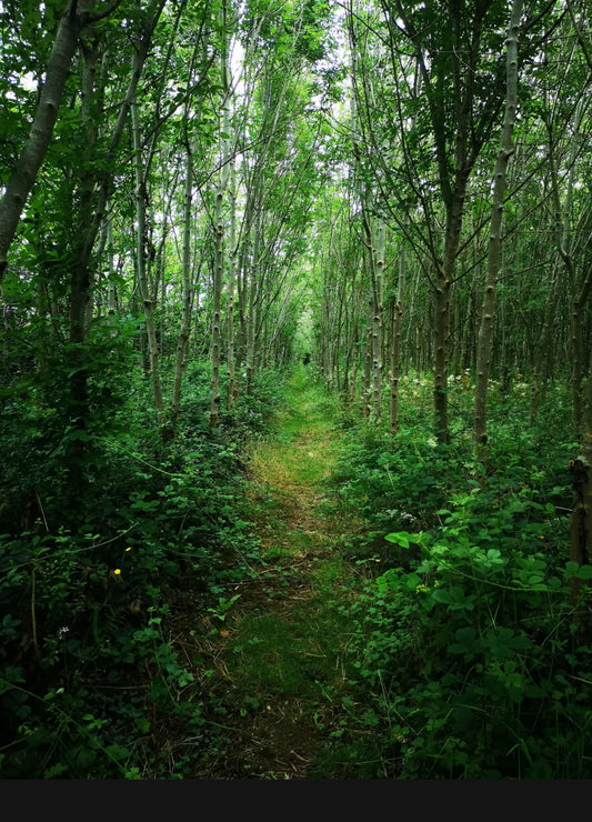 Forest After The Rain