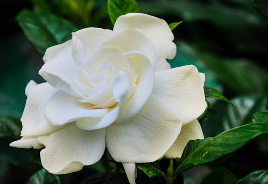 Gardenia Fragrance Oil