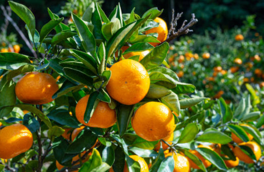 Orange 5 Fold Essential Oil