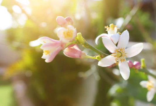 Neroli Fragrance Oil