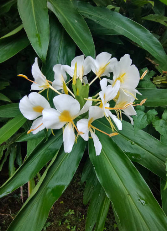 Kauai Ginger Blossoms Fragrance Oil