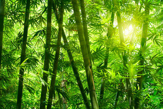 Bamboo and Teak Fragrance Oil