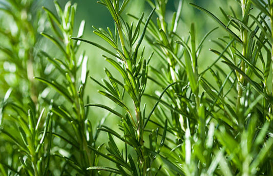 Rosemary Spanish Essential Oil