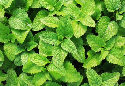 Peppermint Essential Oil