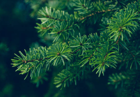 Fir Needle Essential Oil