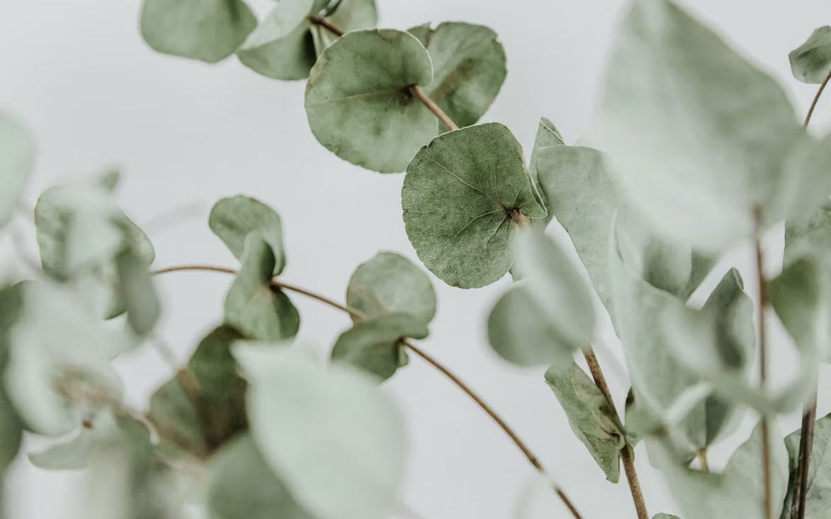 Eucalyptus Globulus Essential Oil