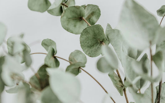 Eucalyptus Globulus Essential Oil