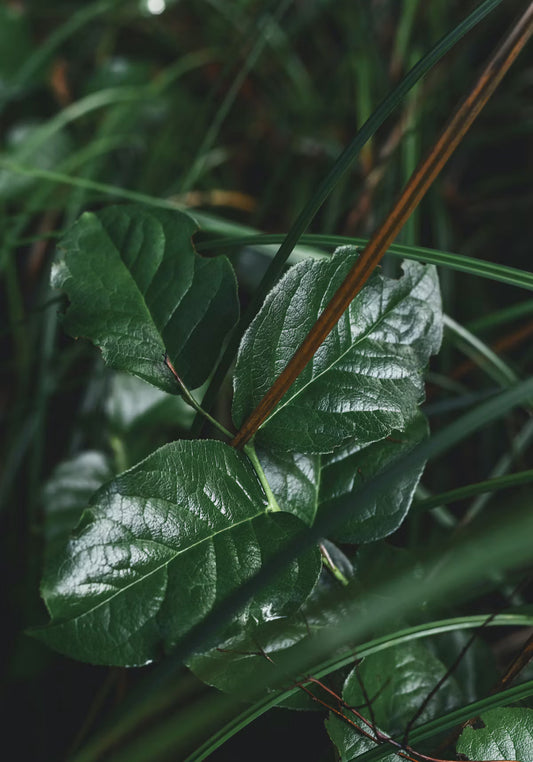 Wintergreen Essential Oil